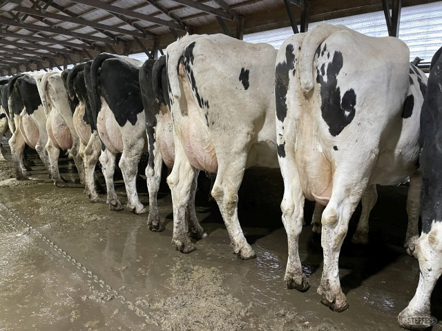 (8) Holstein cows